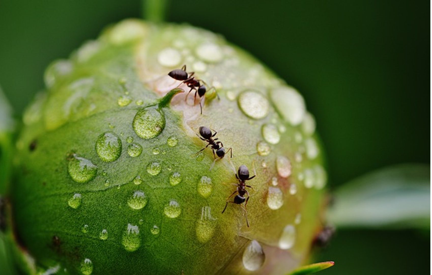 Eliminar plaga de hormigas en Barcelona