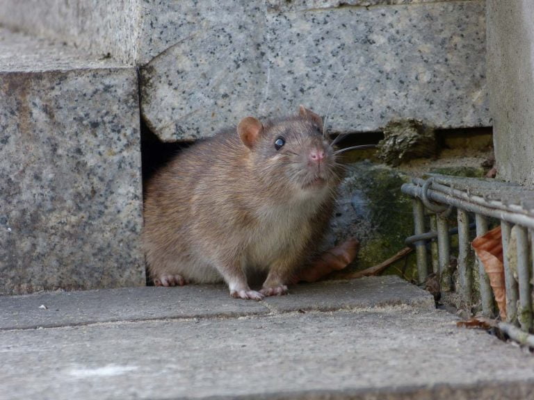 eliminar ratas en barcelona