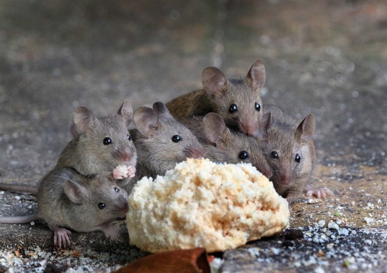 Eliminar plaga de ratones en Barcelona